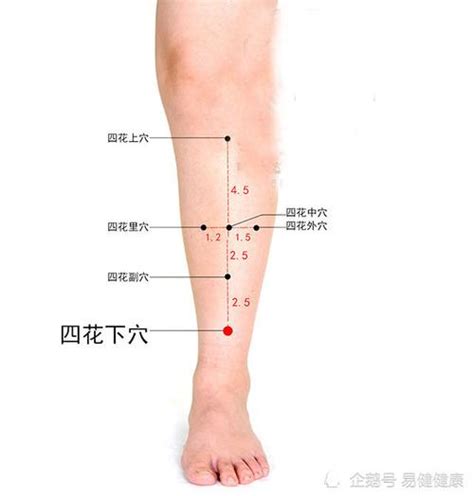 四花中|七七部位（小腿部位）13四花中穴